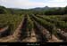 20120930_stalban_vignesdechampagnac