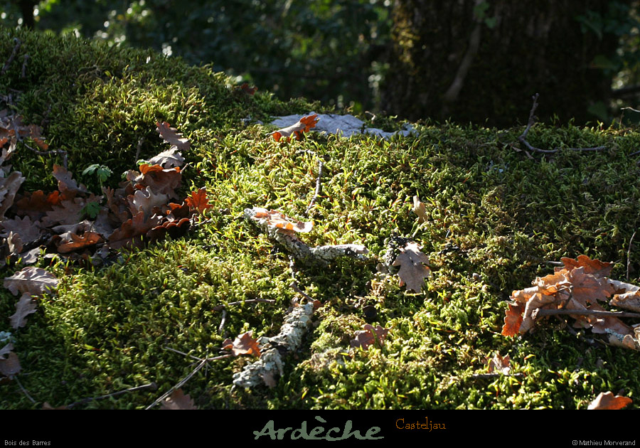 20101218_paiolive_boisdesbarres06