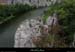 20130508_chassezac_amblaches4