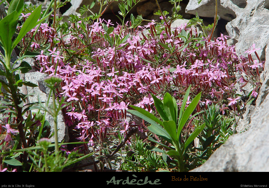 20030503_boispaiolive_fleurs_1