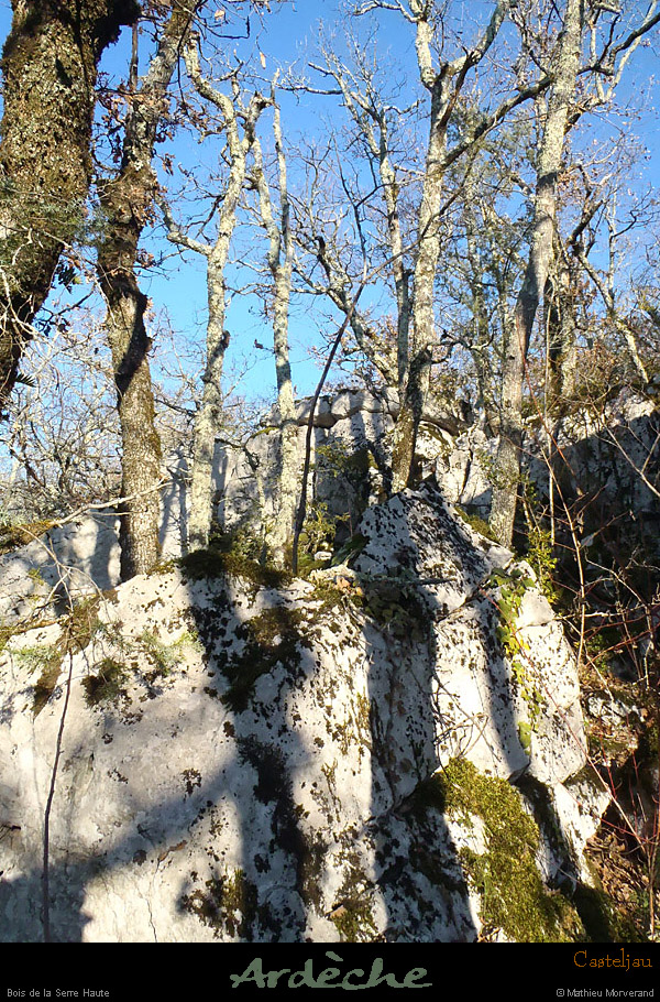 20130117_casteljau_boisdelaserrehaute1