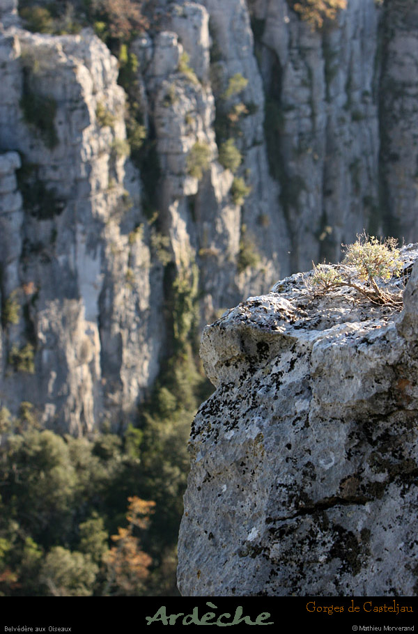 20101218_belvoiseaux03