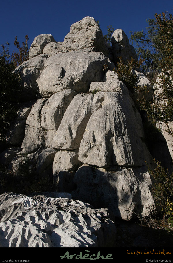 20101218_belvoiseaux04