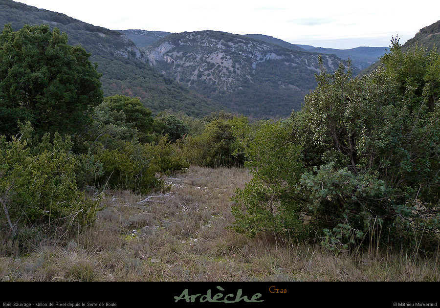 20130113_gras_boissauvage_vallonriveldepuisserredeboule