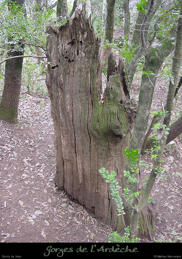 20030330_devesvirac_bois