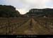20130120_cirquedestre_vignes