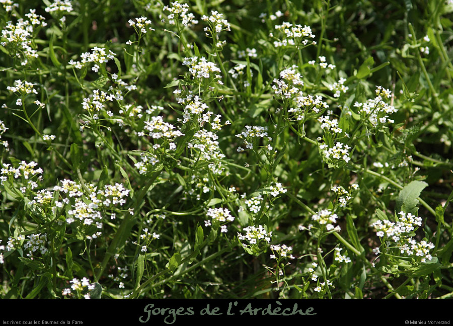 20130407_prairiesssbaumesdelafarre4