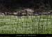 20130407_prairiesssbaumesdelafarre1