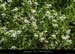 20130407_prairiesssbaumesdelafarre4