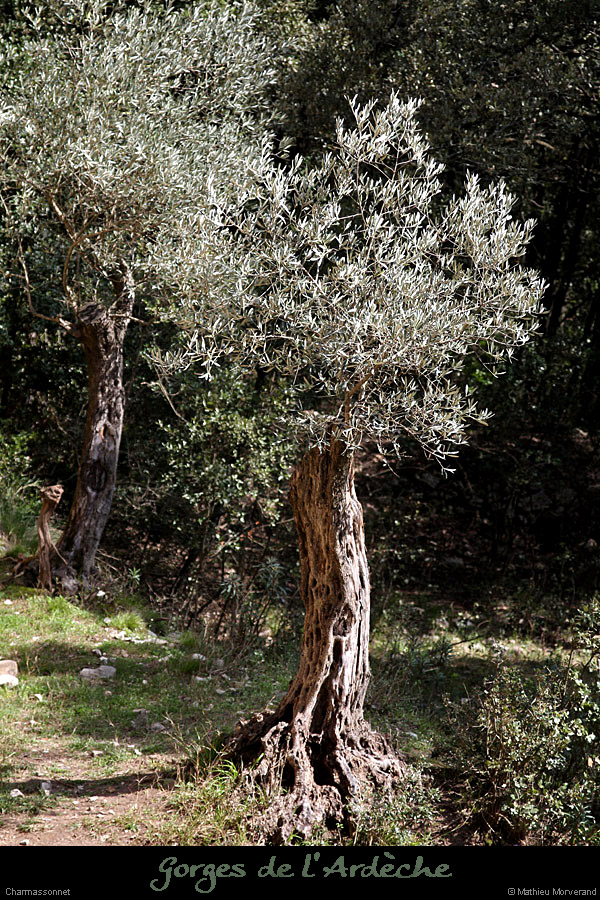 20130407_charmassonnet_batisse_olivier