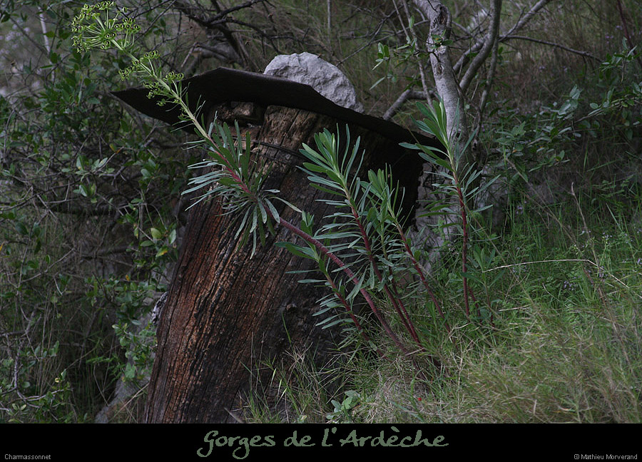 20130421_charmasson_batisse_ruches