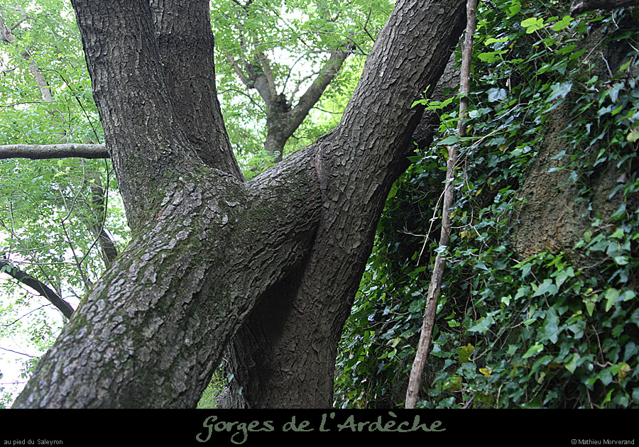 20080508_basfalaisesaleyron2