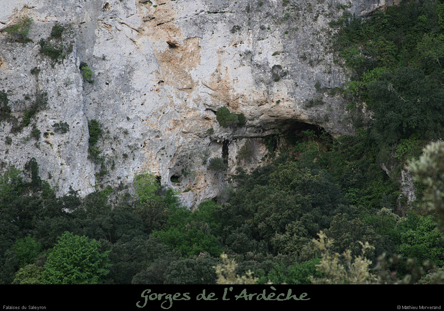 20110424_saleyron_baumebasdefalaise1
