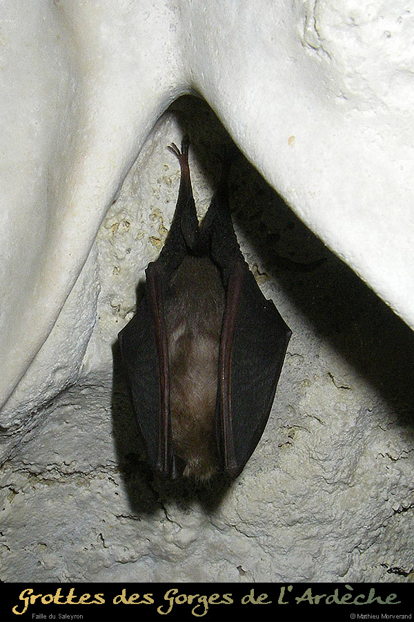 20090220_faillesaleyron_grottessarche_chauvesouris