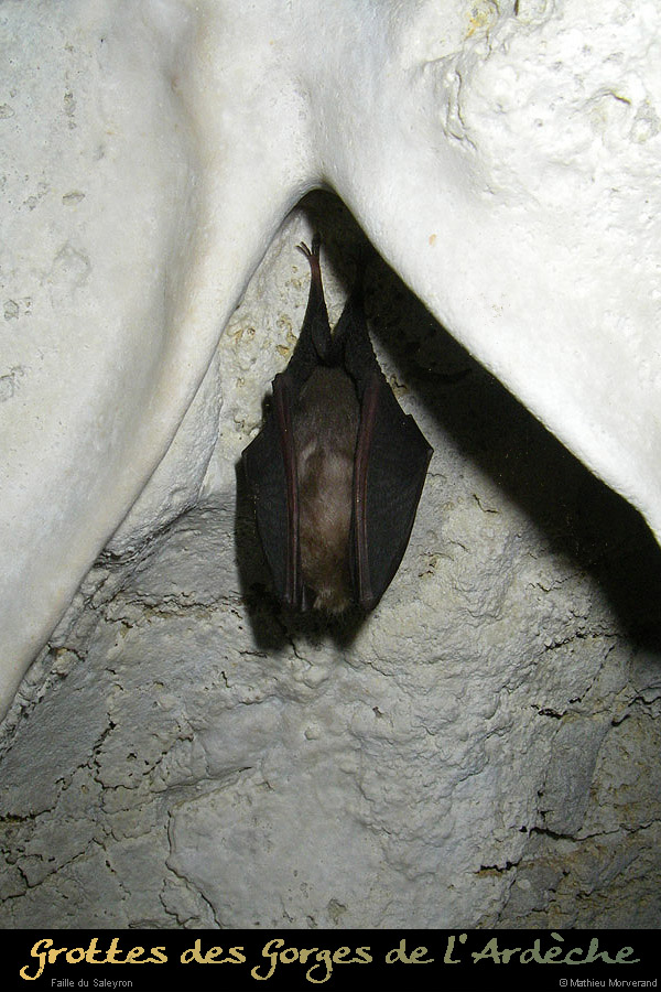 20090220_faillesaleyron_grottessarche_chauvesouris2