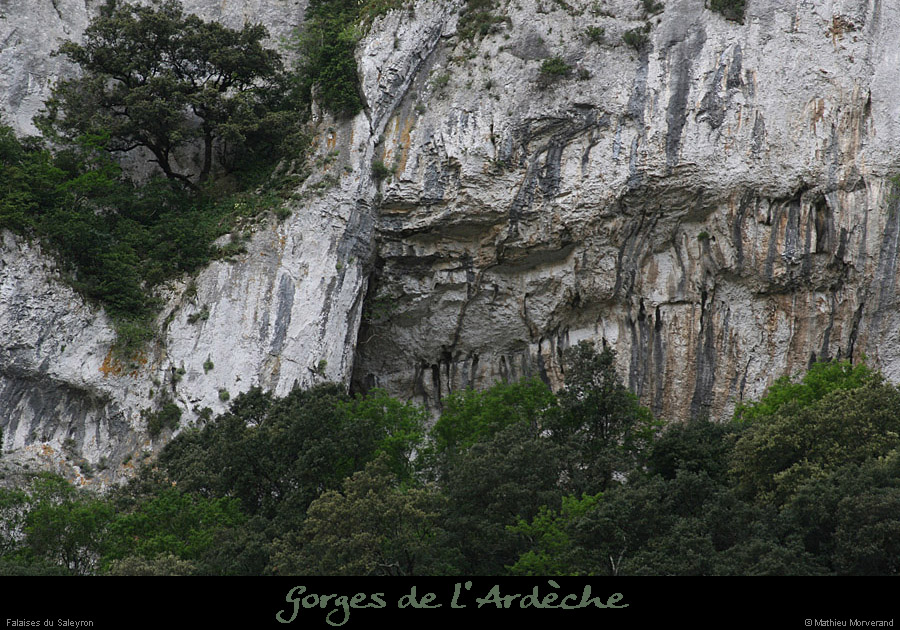 20110424_saleyron_baumebasdefalaise5