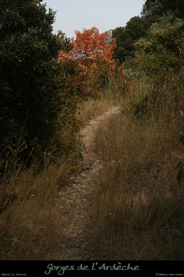 20090815_sentierdupasdumousse