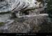 20081221_piedfalaisessaleyron2