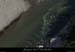 20090307_canelledevirecaprine2