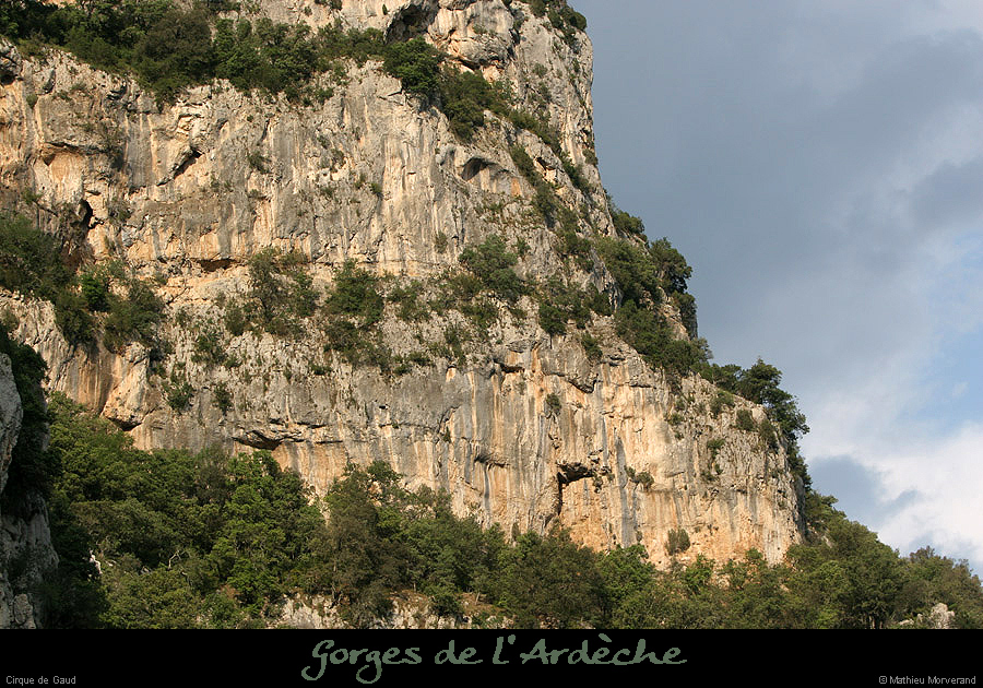 20070608_cirsquegaudfalaise
