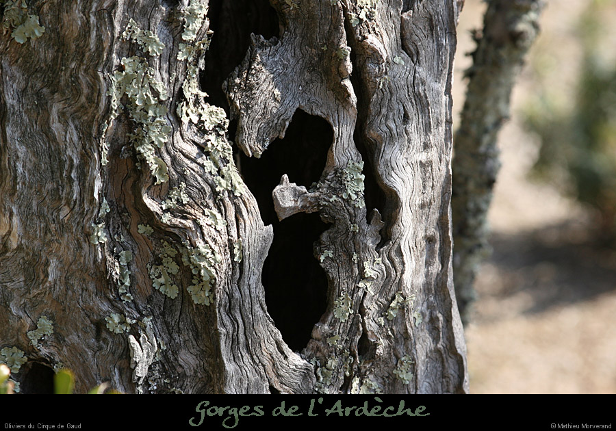 20080214_ciquegaudnordoliviers1