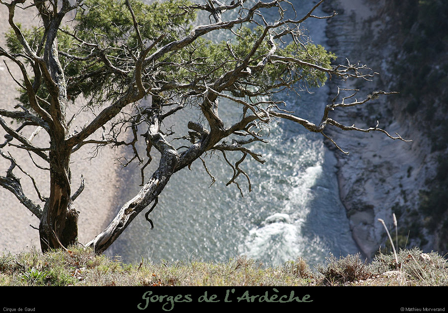 20090307_cirquegaudvireintbois3