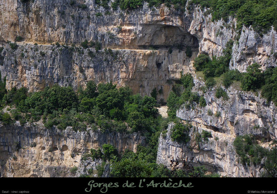 20090609_gaud_virescaprines