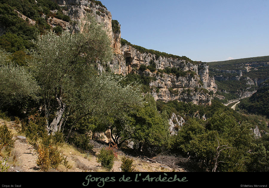 20090820_gaudvireintoliviers2