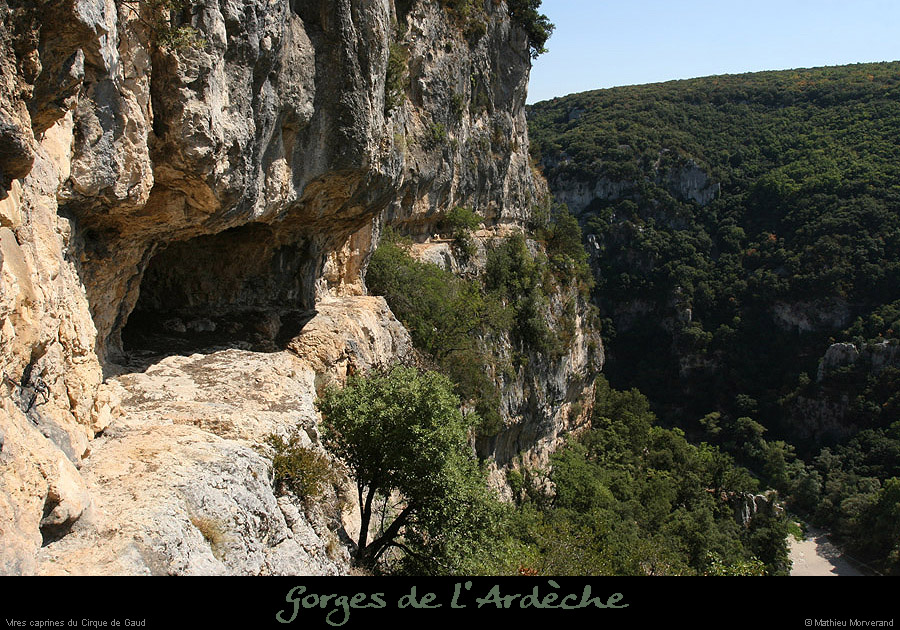 20090820_virecaprineint01