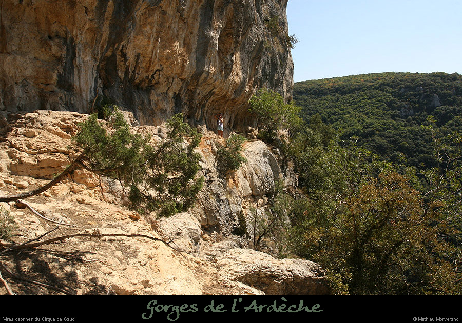 20090820_virecaprineint09