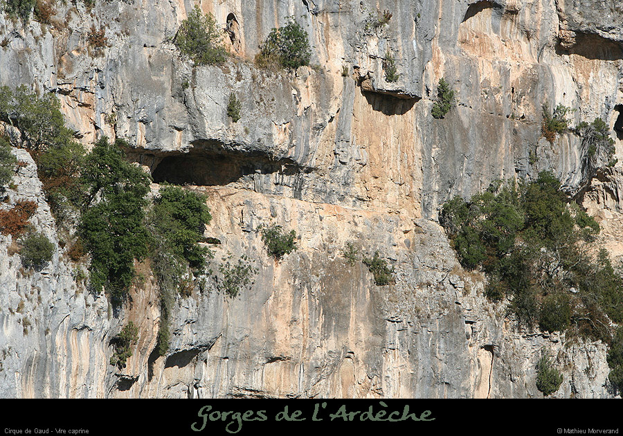 20090830_cirquegaud_virecaprine7