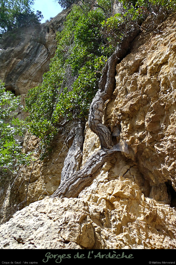20120624_cirquegaud_vireint_lierre