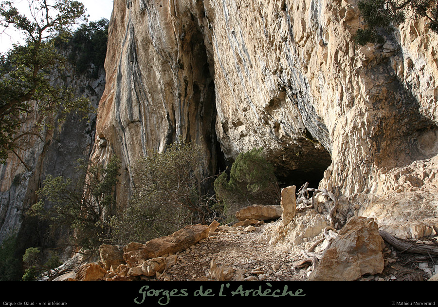 20080301_gaud_vireinf_baume1