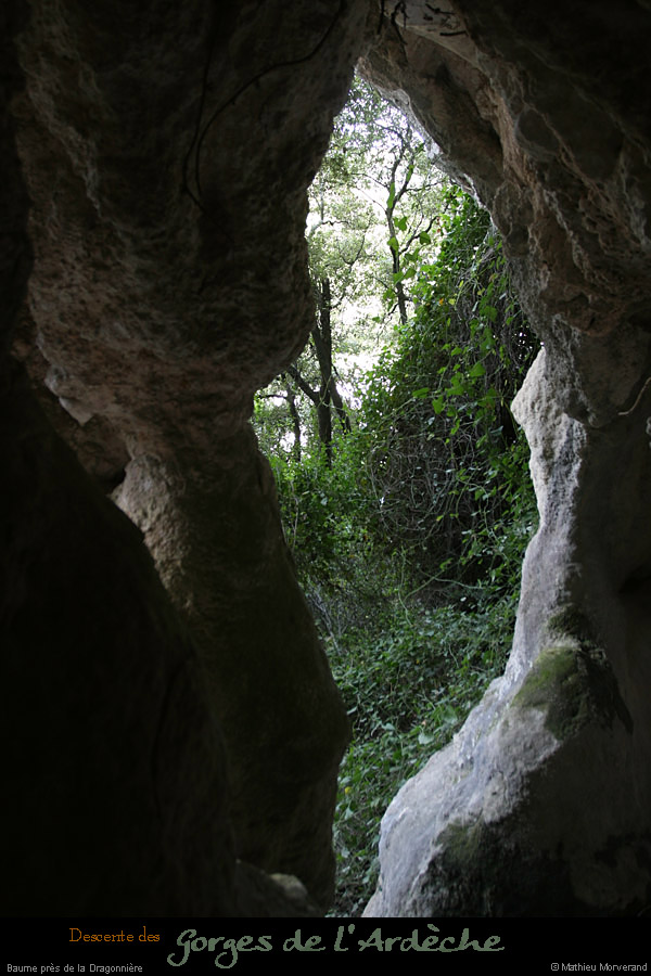 20110427_baumeanemdeladragonniere