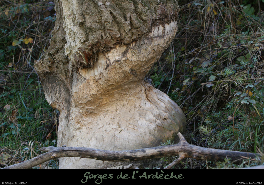20071209_pigeonnier_arbrecastor