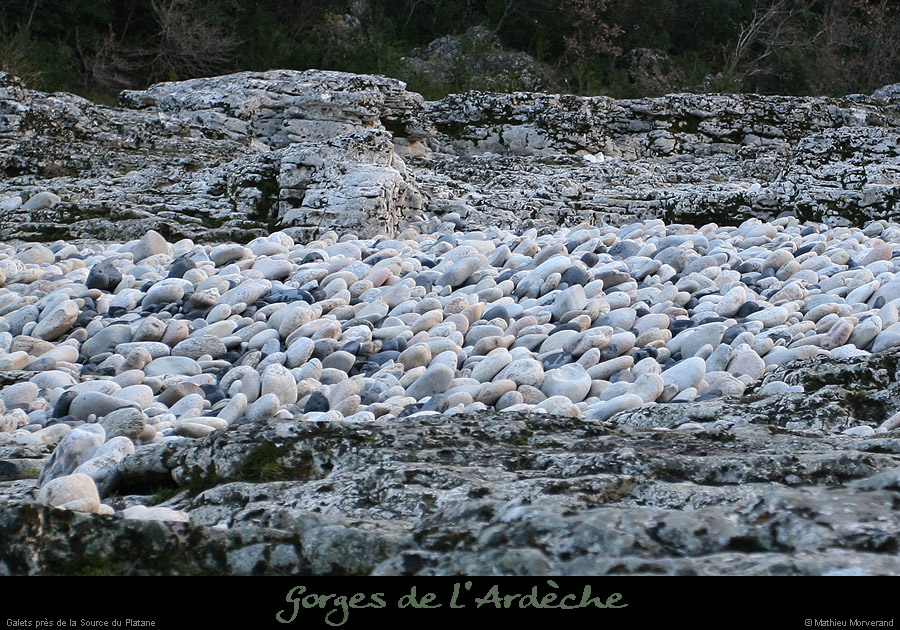 20050102_platane3