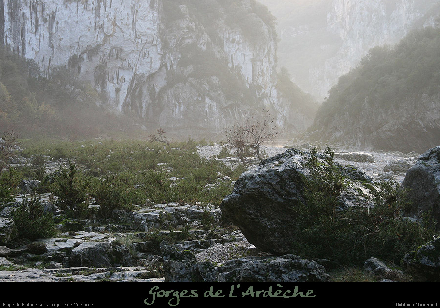 20061203_platane6