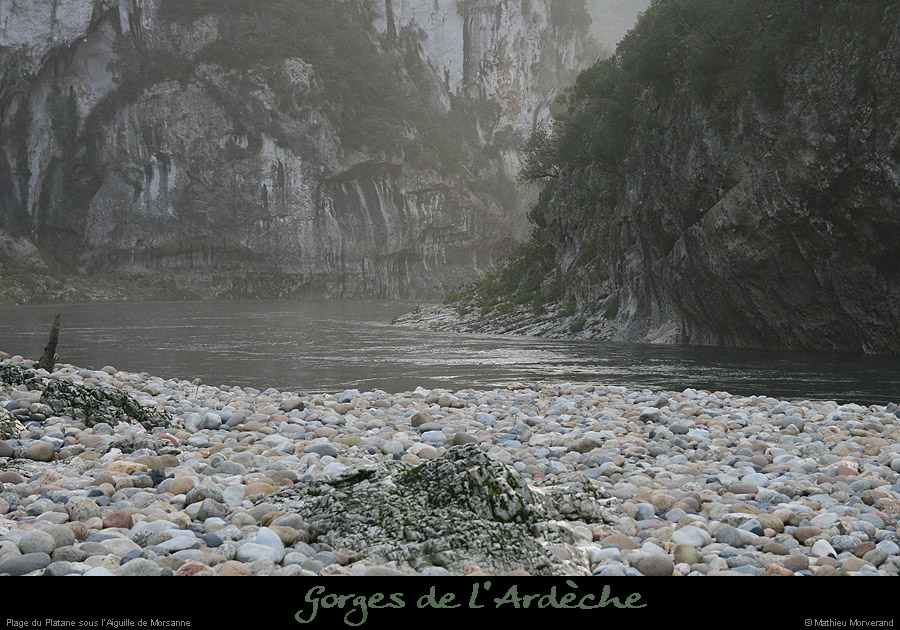 20061203_platane7