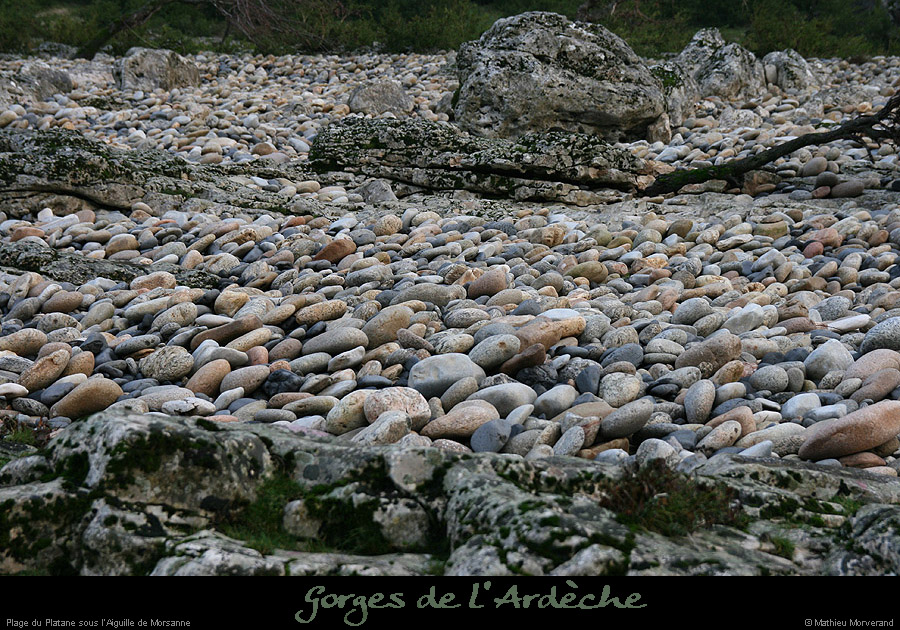 20061203_platane9