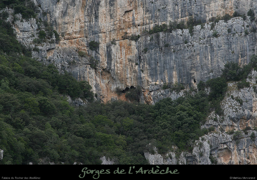 20070807_abeilleresfalaise