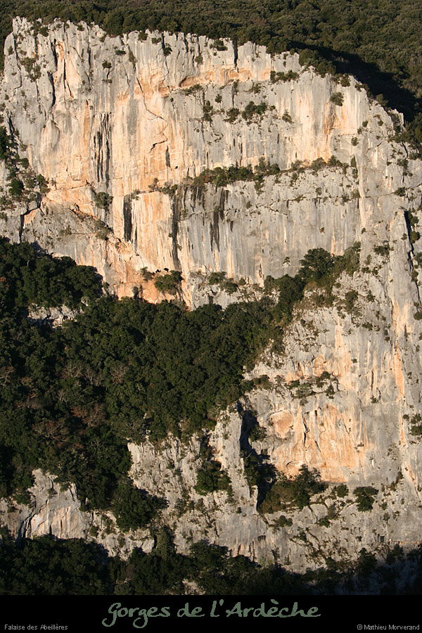 20081219_abeilleres