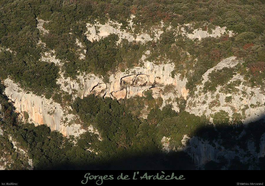 20091227_abeilleres6