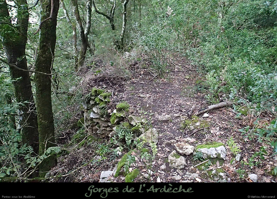 20140222_pentessabeilleres_charboniere