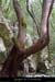 20140222_pentessabeilleres_arbusier
