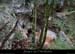 20140227_viresscornichecourtinen_baumec1