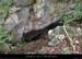 20140227_viresscornichecourtinen_baumea1