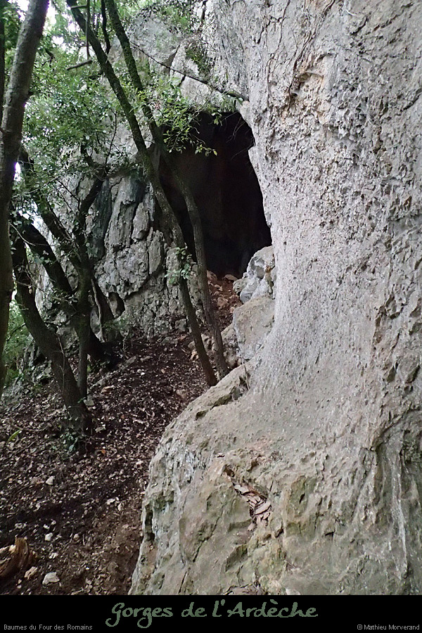 20140301_baumespresfourromaindecornicheabeilleres4