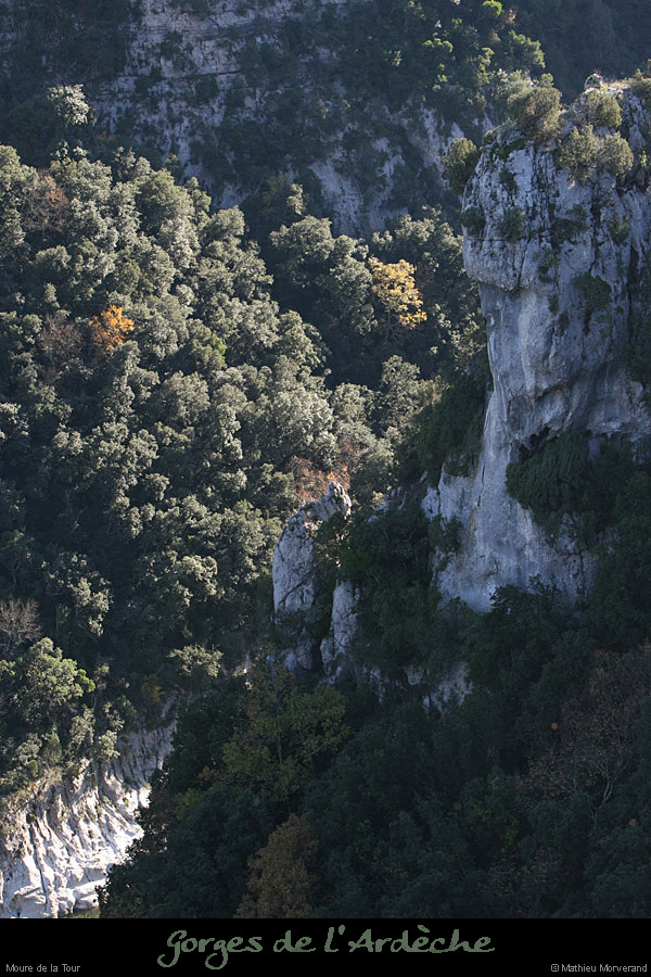 20081116_mouredelatour