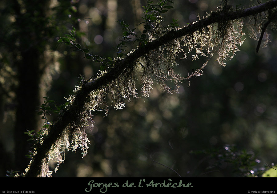 20070806_bois_ssflassade4