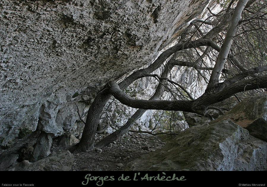 20091217_pieddefalaisessupgournierrs